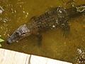 Alfredo the Alligator