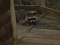Rusty the Racoon