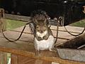Sammy the Squirrel