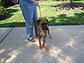 Schatzi, pre-surgery