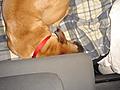 Shasta in the back of Thor