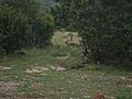 Deer