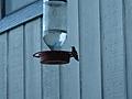 Hummingbirds