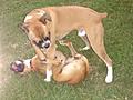 Shasta & Kaiser