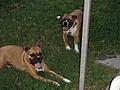 Shasta & Kaiser