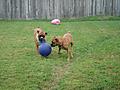 Shasta & Kaiser