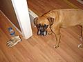 Cool new hardwood floors