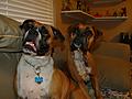 Kaiser & Schatzi