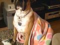 Pig in a blanket :)