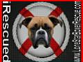 Kaiser, the face of Lone Star Boxer Rescue!!