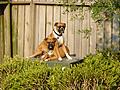 Shasta & Kaiser