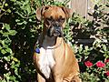 Schatzi, Super Bionic Wonder Dog