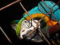 Mexican bird