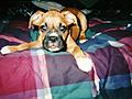 Baby Shasta