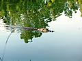 Artesian Lakes