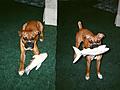 Shark!
